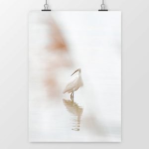 Tirage "Aigrette garzette" - Satiné