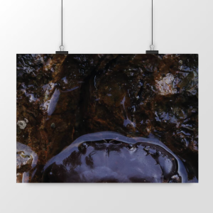 Tirage Crabe de Mayotte - Satiné
