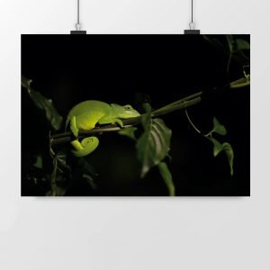 Tirage Caméléon de Mayotte - Satiné